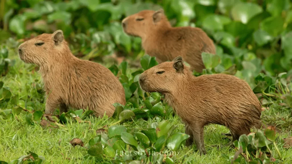 Why Don’t Animals Attack Capybaras