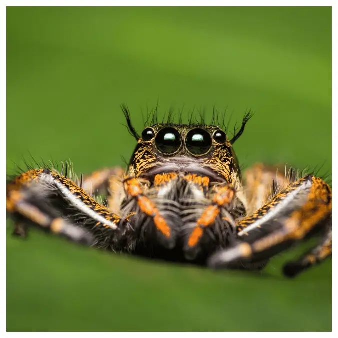 what does a jumping spider look like