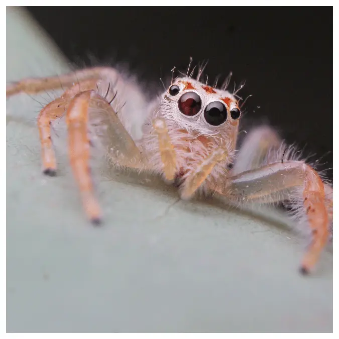 what to feed a jumping spider