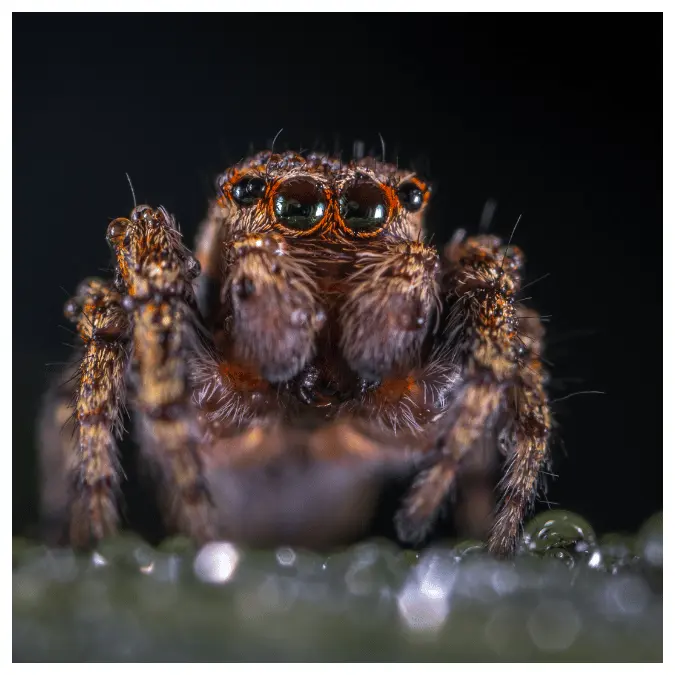 is a bold jumping spider poisonous
