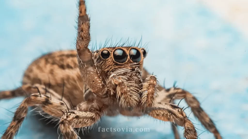 jumping spiders