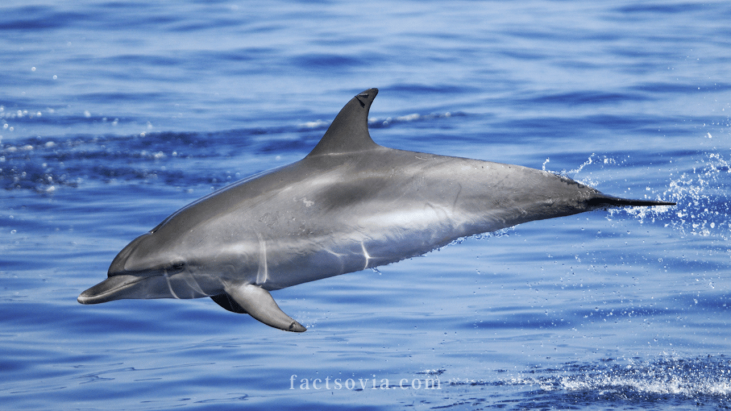 Atlantic Spotted Dolphin