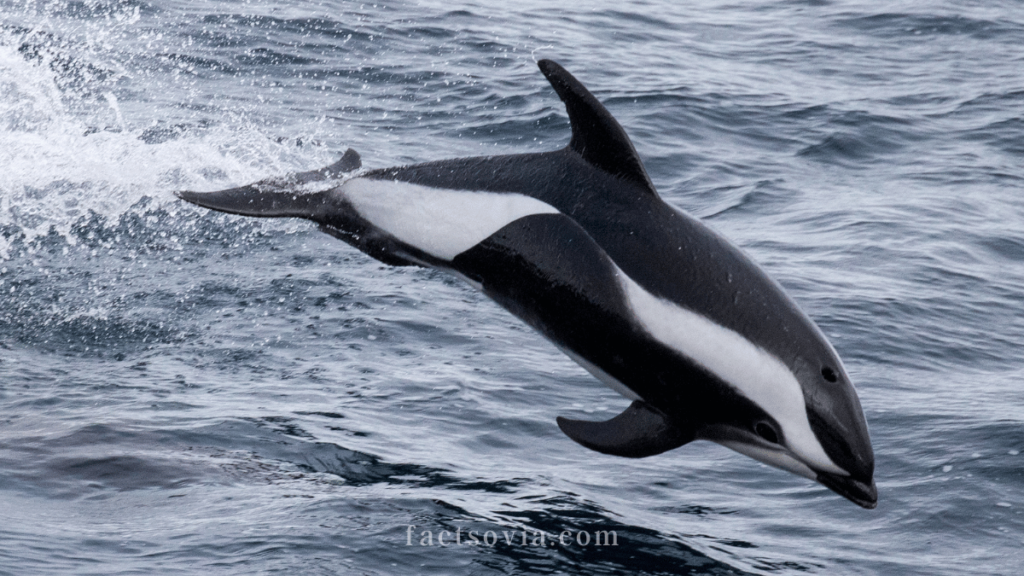 Hourglass Dolphin