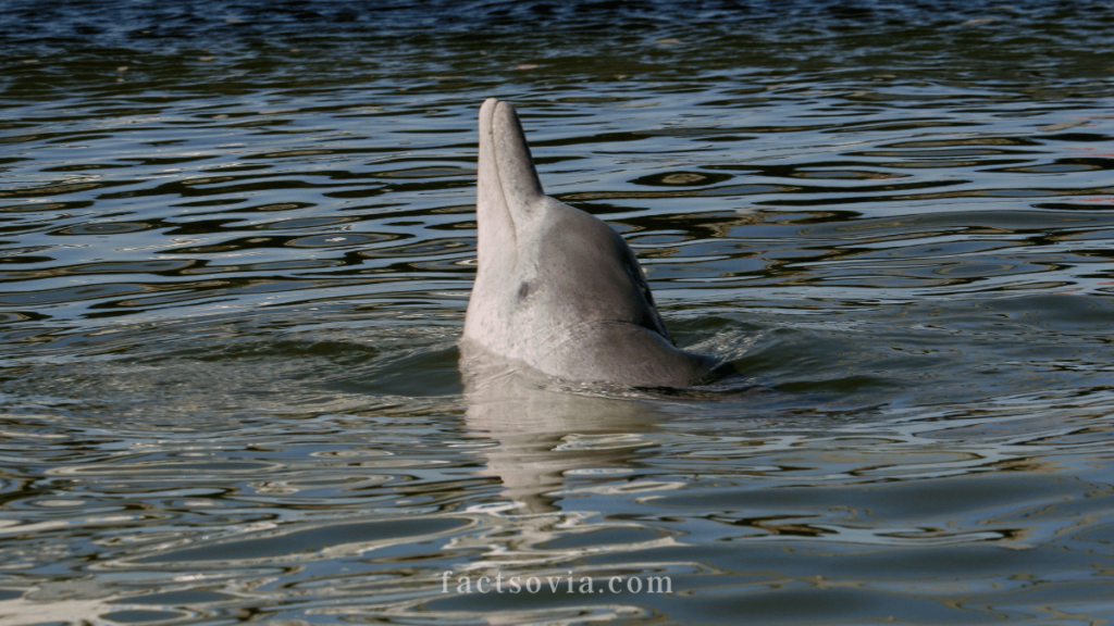 Indo-Pacific Humpback Dolphin