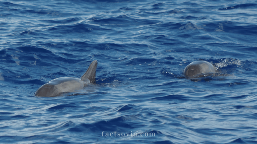 Melon-headed whale electra dolphin