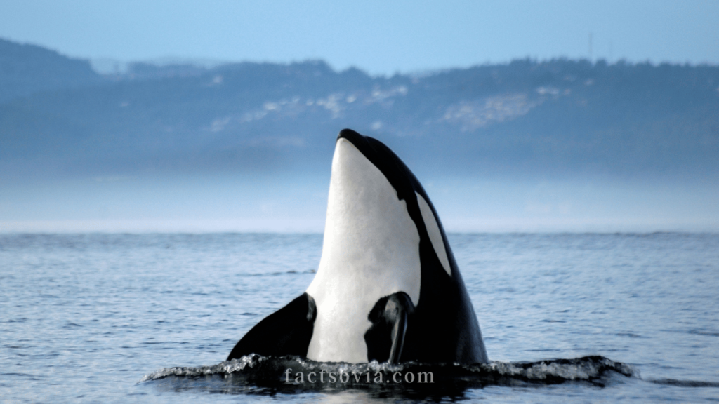 Orca killer whale