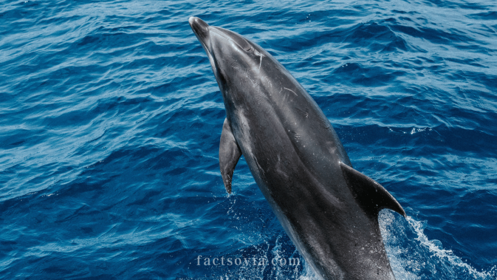 Rough-Toothed Dolphin