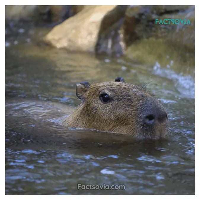 aquatic capybara