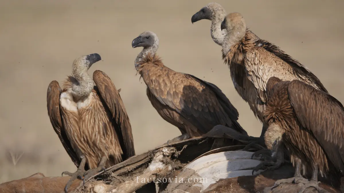 can you eat vulture meat