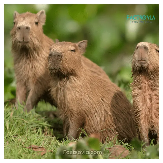 social capybara in groups
