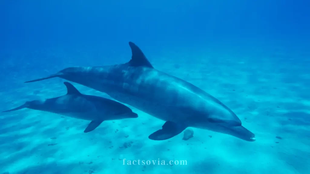 dolphin calves