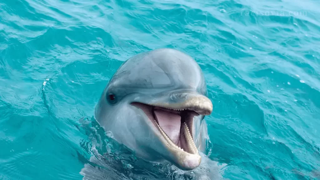 what do dolphins eat