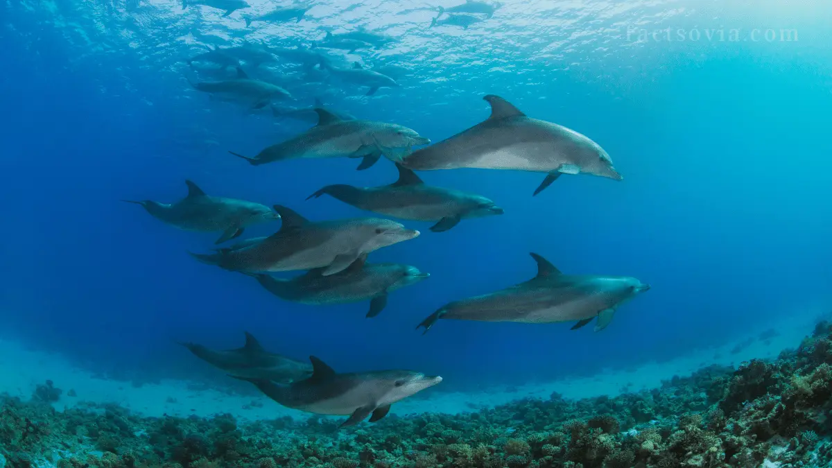 dolphin life expectancy