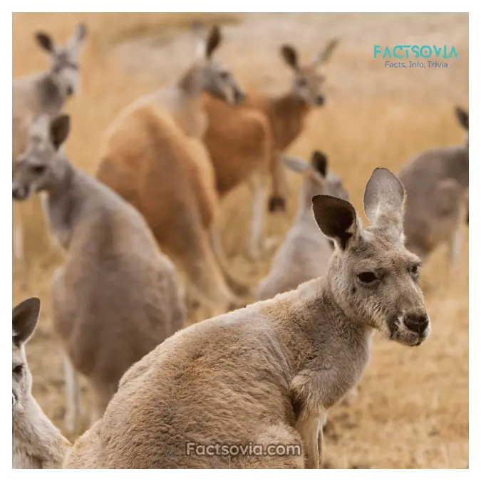 a group of kangaroos