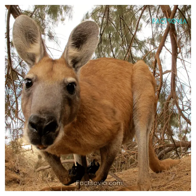 kangaroo eating