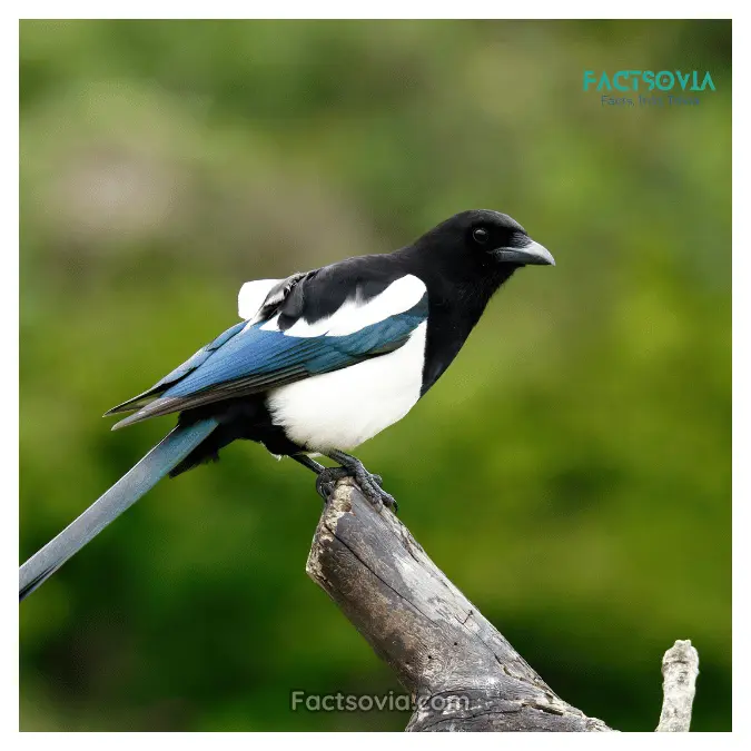 Magpies vs Grackles