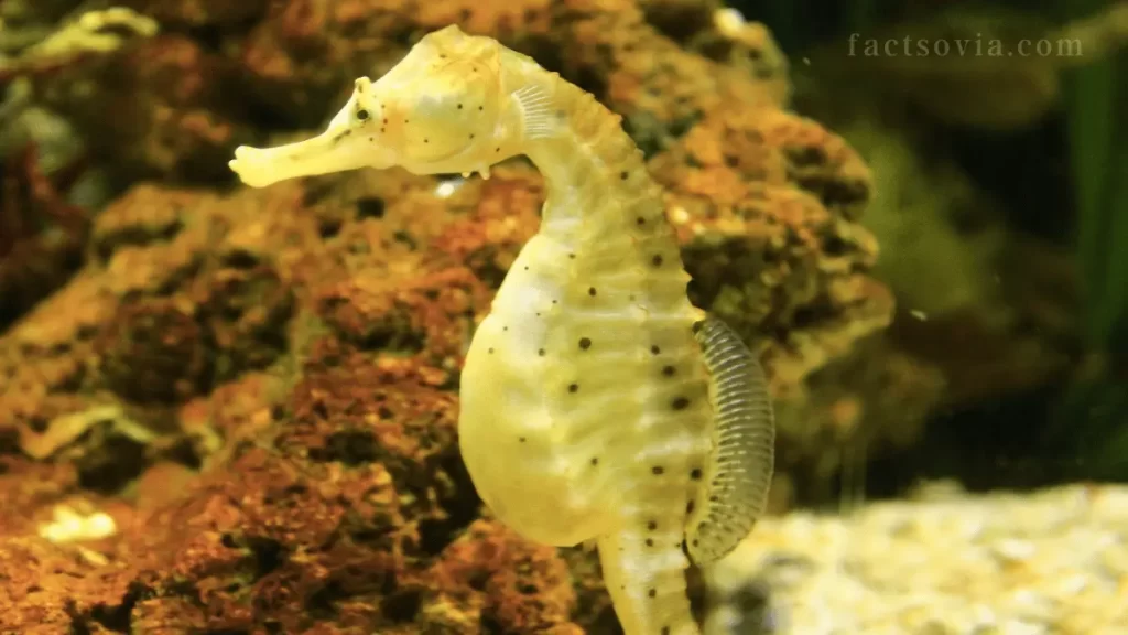 pregnant seahorse male