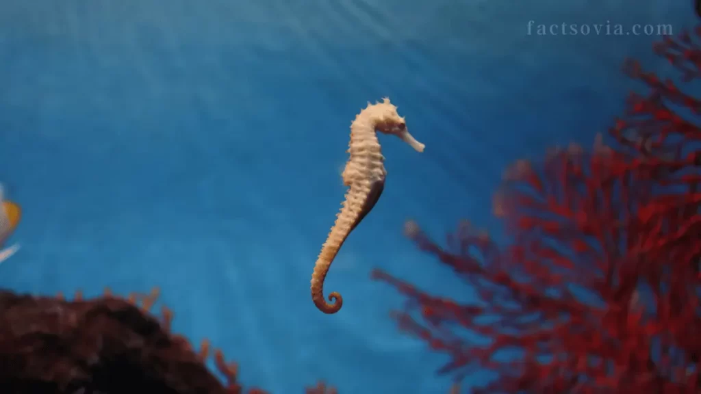 The Unique Characteristics of Seahorses