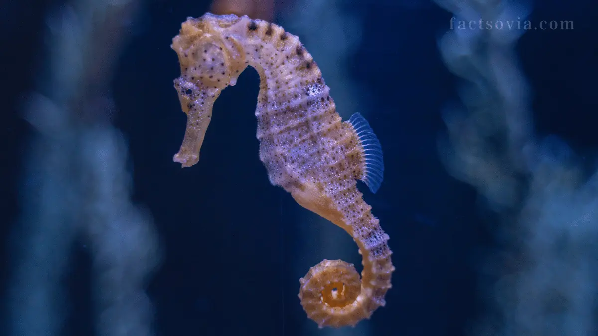 is a seahorse mammal or fish
