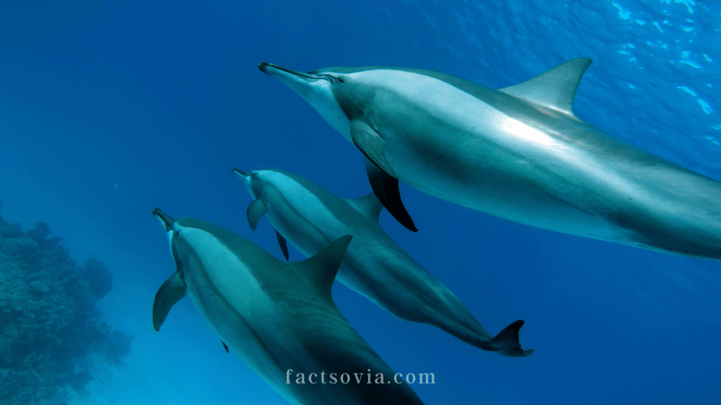 spinner dolphin