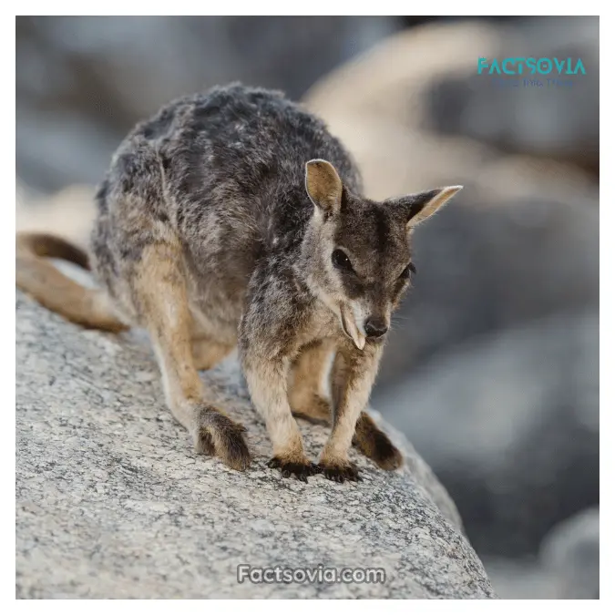 wallaby habitat