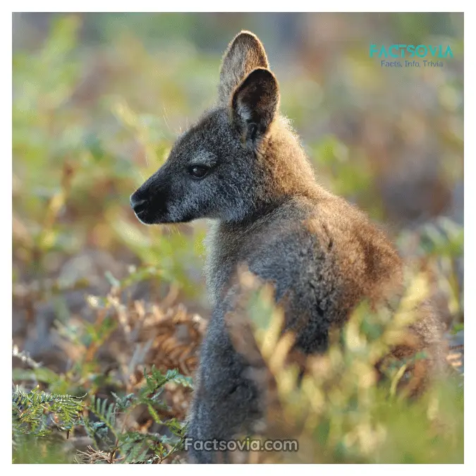 difference in size between wallaby and kangaroo