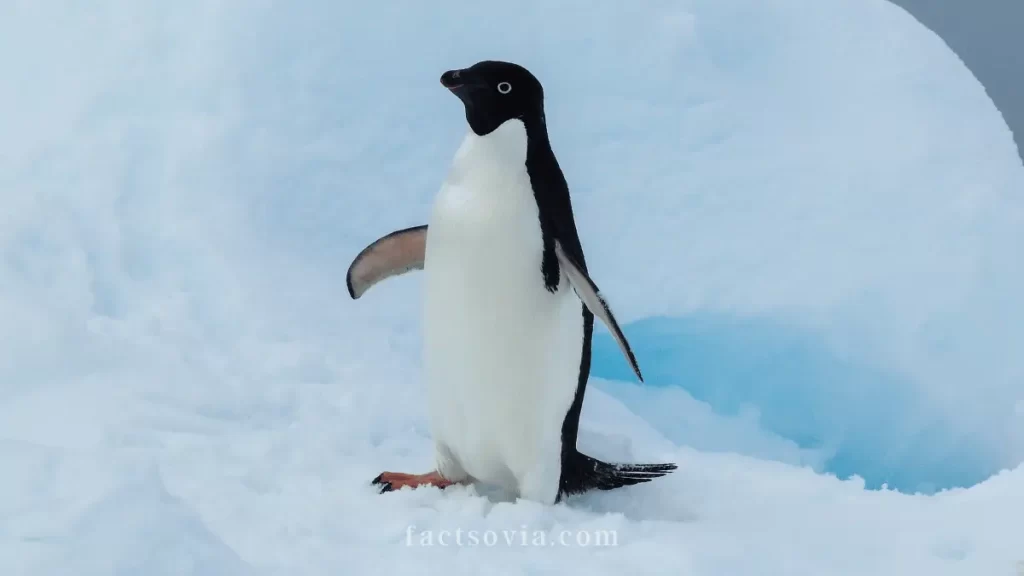 Adelie Penguin