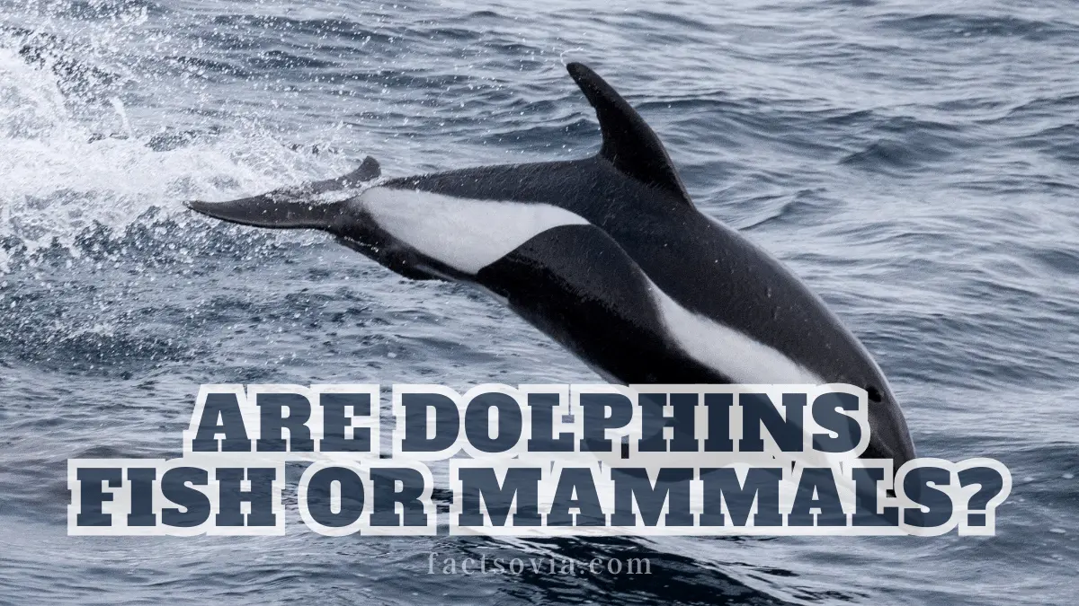 why dolphins are mammals and not a fish