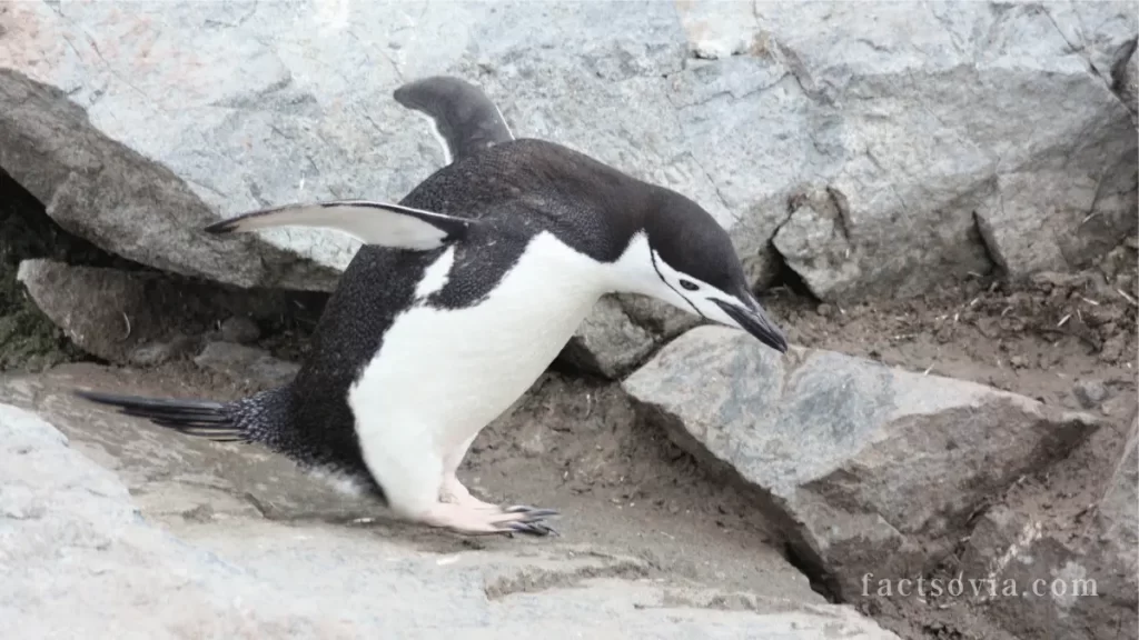 penguin foraging