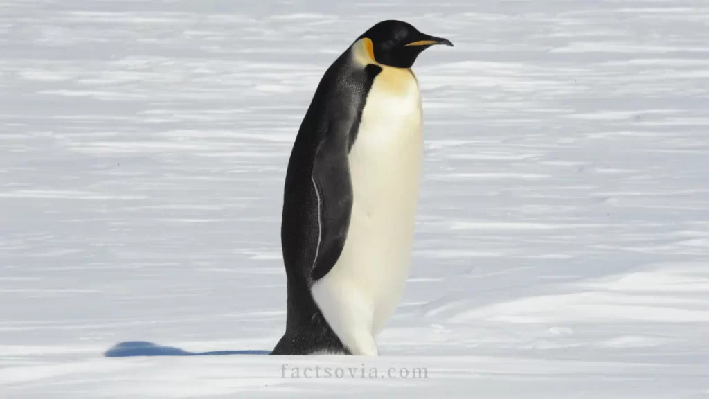 Emperor Penguin