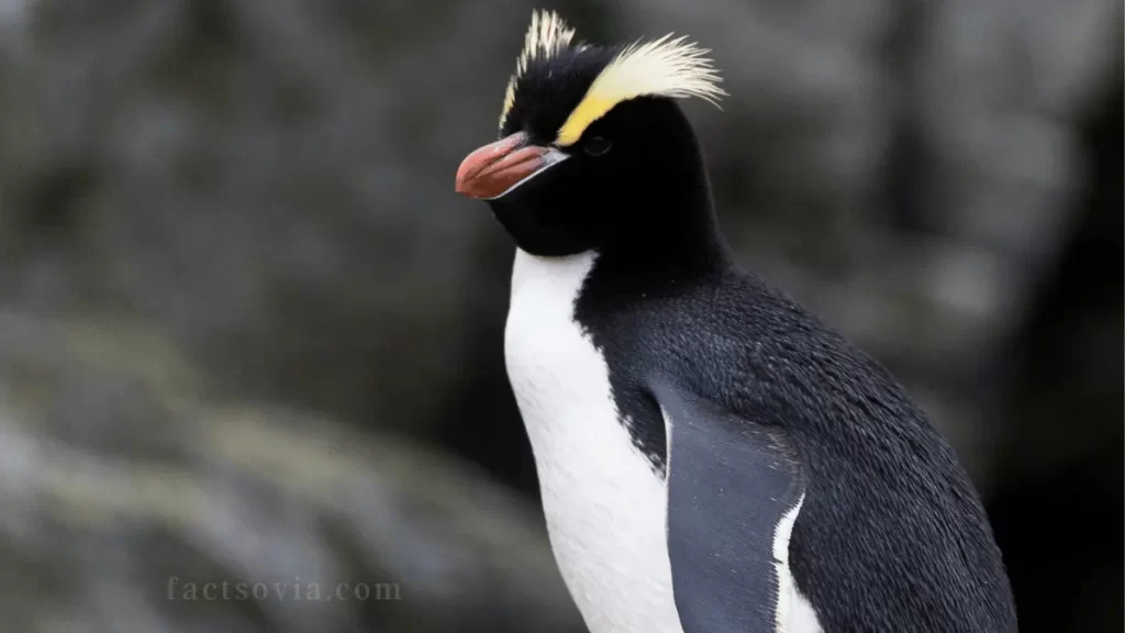 Erect-Crested Penguin