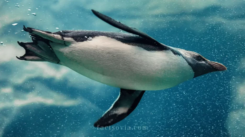 Fiordland Penguin