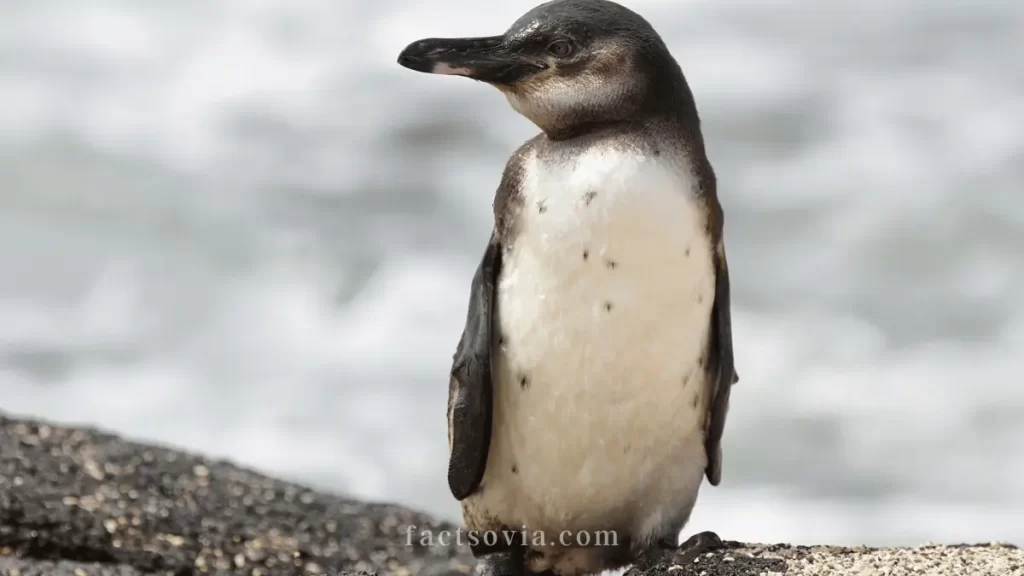 Galapagos Penguin