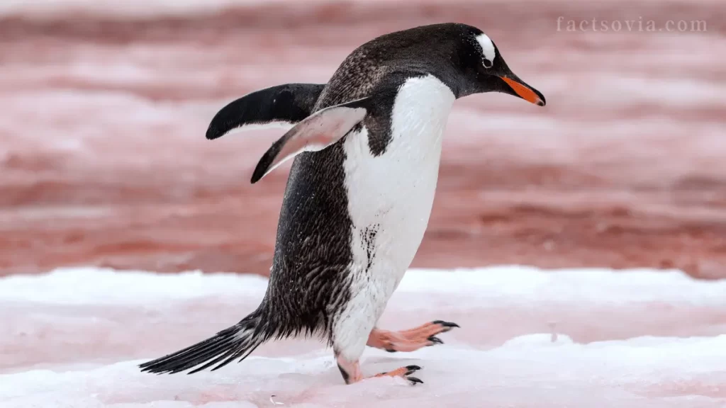 Gentoo Penguin