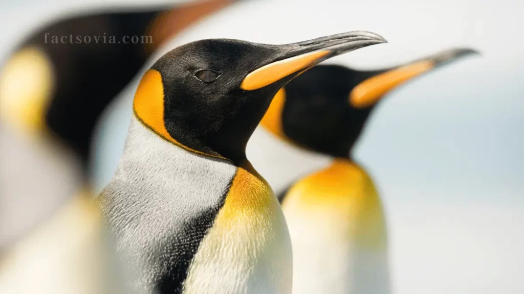 King Penguin