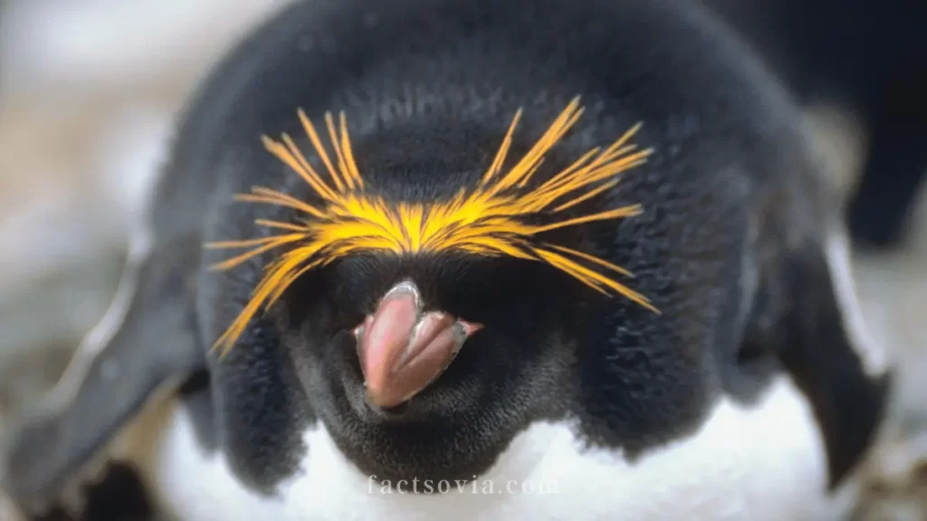 Macaroni Penguin