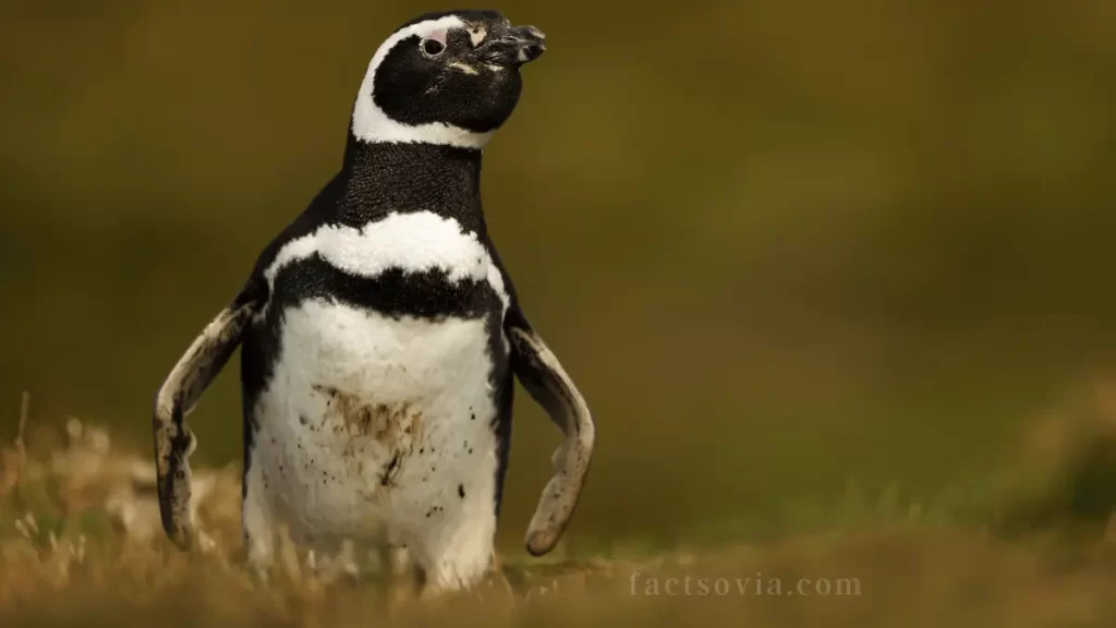 Magellanic Penguin