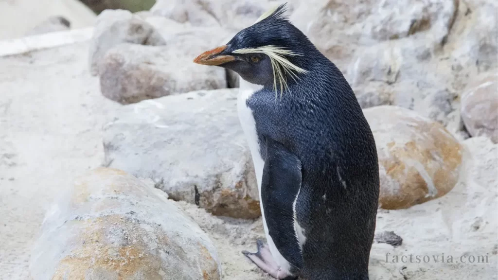 Northern Rockhopper Penguin