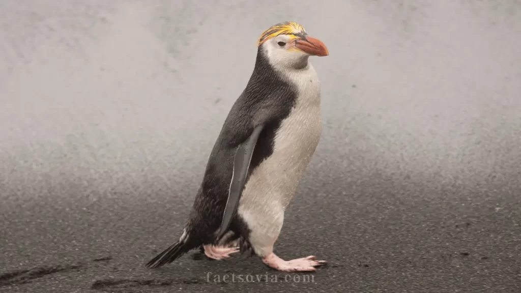 Royal Penguin