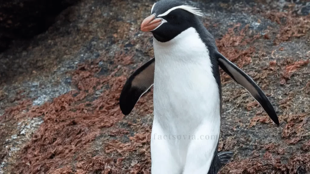 Snares Penguin