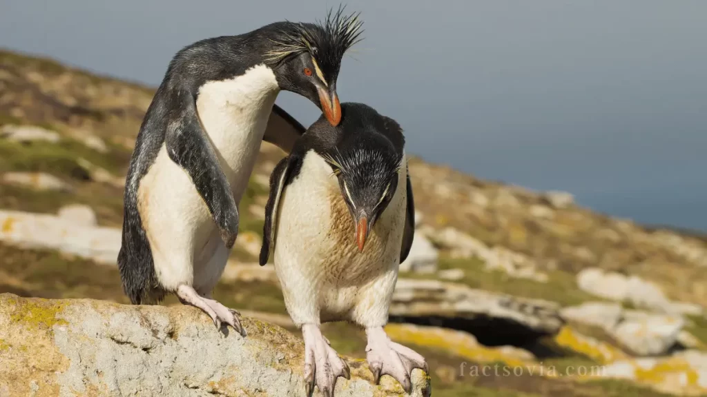 feedling habits of penguins