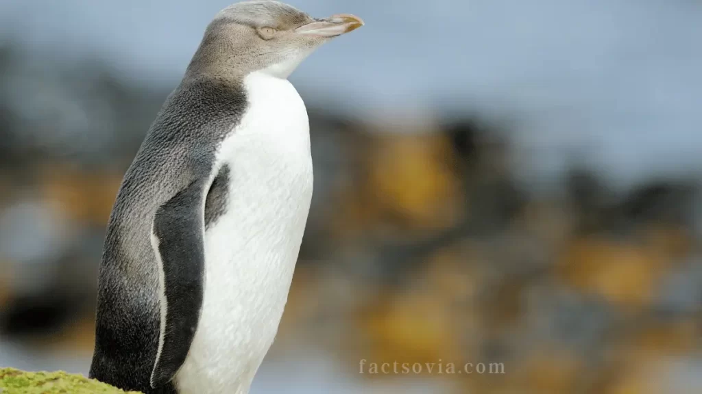 Yellow-eyed Penguin