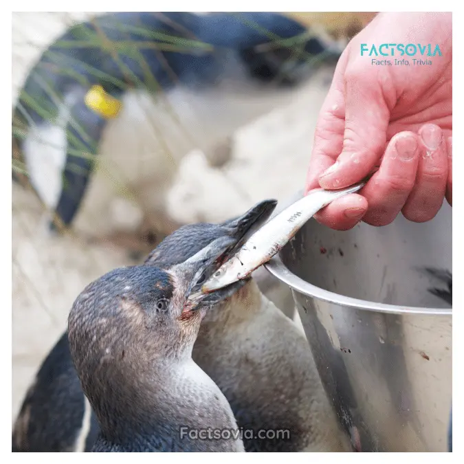 how to feed a penguin