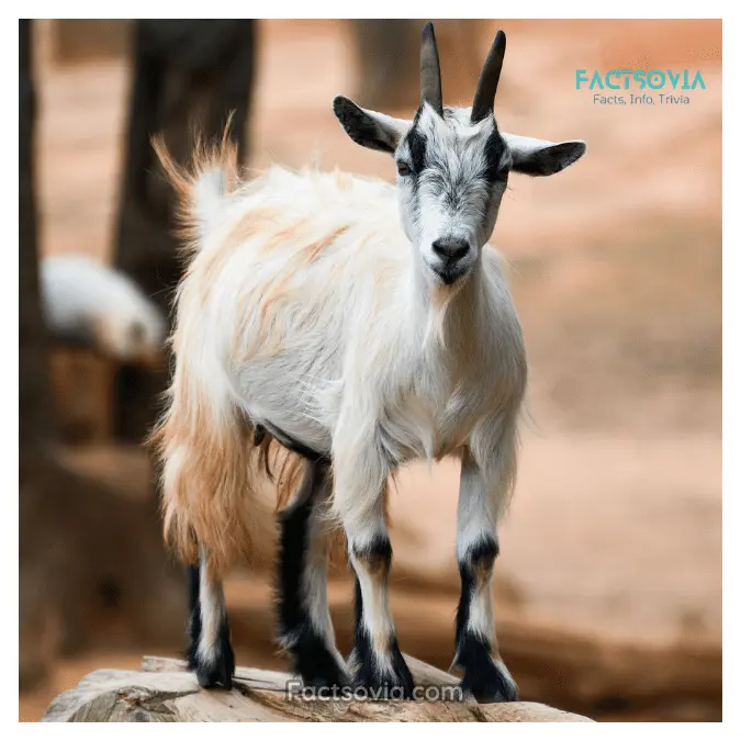 The Average Lifespan of a Pygmy Goat
