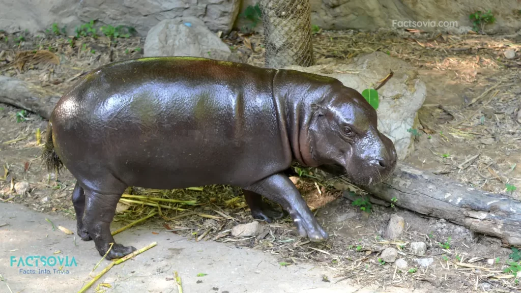 How much does a pygmy hippo weigh