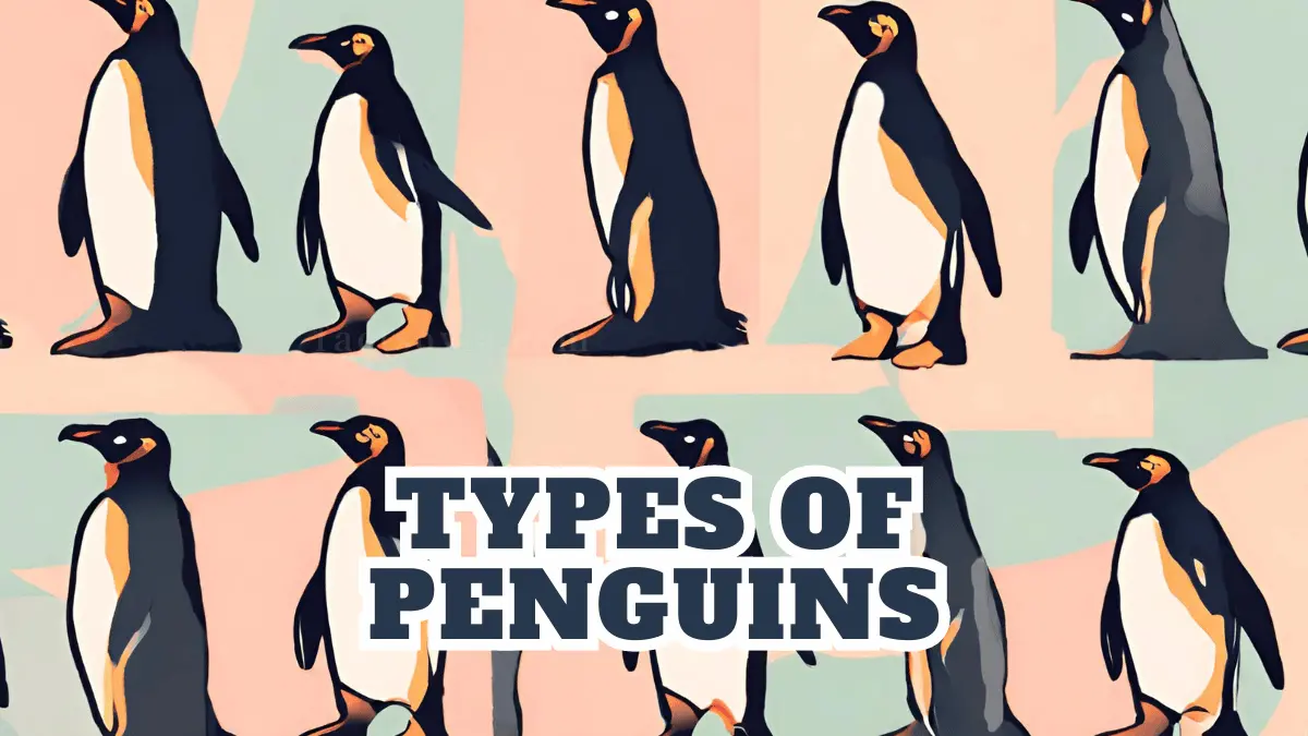 types of penguins