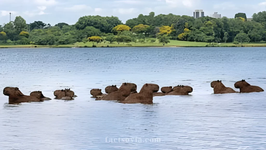 capybara holding their breath